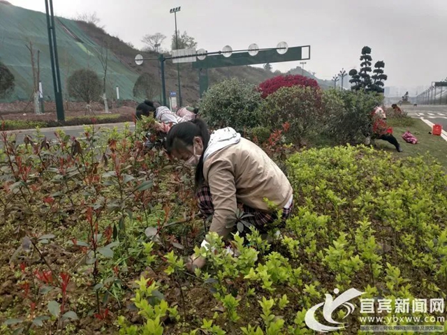 好消息！金沙江大道二期預(yù)計(jì)4月底竣工，連接南岸西區(qū)至繞城高速(圖2)