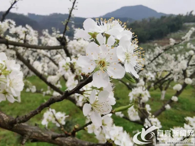 央視點(diǎn)贊宜賓的春花（美圖、視頻）(圖2)