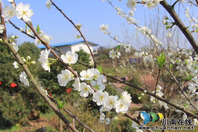 瀘縣云龍鎮(zhèn)：脆甜李花開引蜜忙，六月豐收笑開顏(圖3)