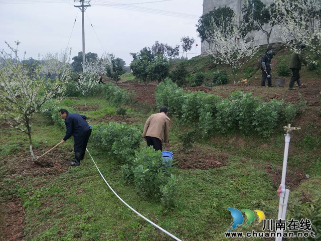 瀘縣云龍鎮(zhèn)：脆甜李花開引蜜忙，六月豐收笑開顏(圖6)