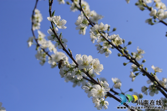 瀘縣云龍鎮(zhèn)：脆甜李花開引蜜忙，六月豐收笑開顏(圖7)