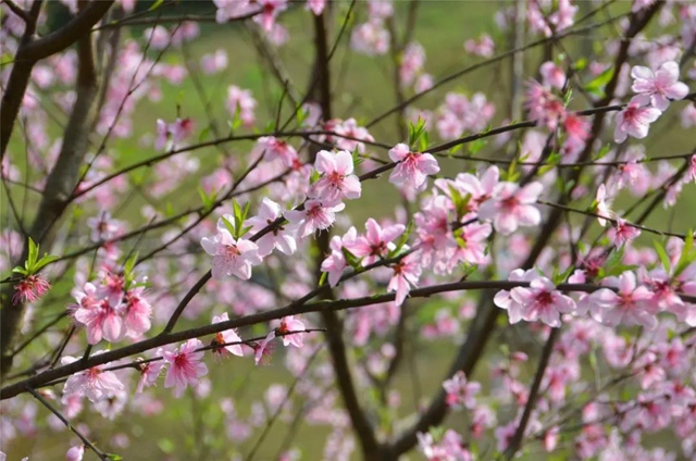 每日限500人次 ，瀘州植物園恢復(fù)開園！(圖4)