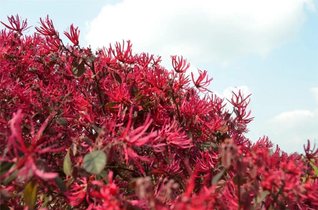 每日限500人次 ，瀘州植物園恢復(fù)開園！(圖5)