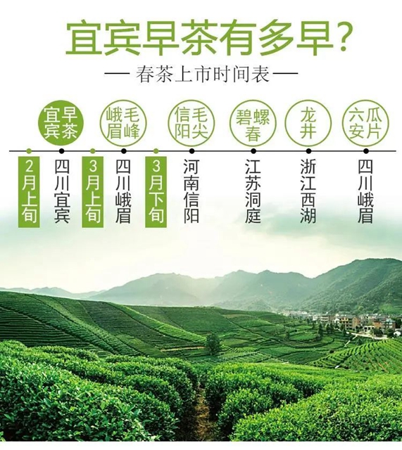 2億資金助茶農(nóng)！央視點(diǎn)贊宜賓！這些茶葉持續(xù)熱銷(圖13)