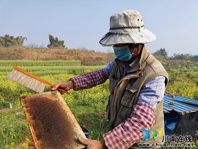 現(xiàn)采現(xiàn)賣 瀘縣利源家庭農(nóng)場的蜂蜜受追捧！(圖1)