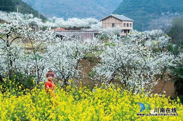 “云”賞瀘州丨赤水河畔桃李芬芳，敘永這些地方美翻了！(圖30)