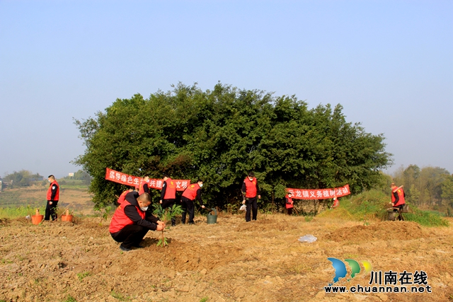 瀘縣云龍鎮(zhèn)：又逢植樹節(jié)，種下增收樹