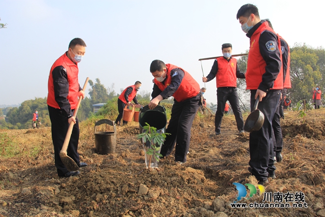 瀘縣云龍鎮(zhèn)：又逢植樹(shù)節(jié)，種下增收樹(shù)(圖2)