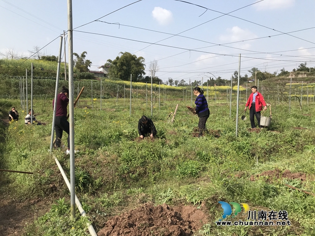 瀘縣立石鎮(zhèn)：防疫生產(chǎn)兩不誤 春種正忙時 