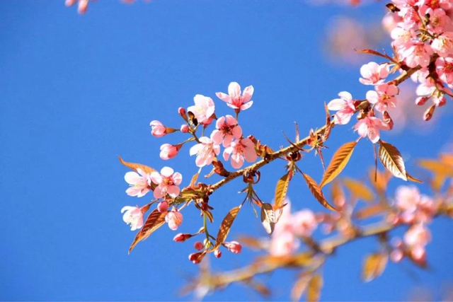 【西南醫(yī)大中醫(yī)院·提醒】這兩天要出門賞花的嬢嬢些要注意了！(圖1)