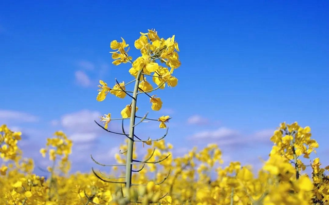 【西南醫(yī)大中醫(yī)院·提醒】這兩天要出門賞花的嬢嬢些要注意了！(圖3)