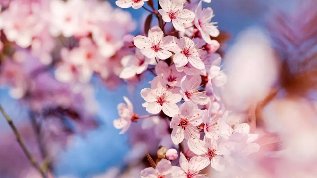 【西南醫(yī)大中醫(yī)院·提醒】這兩天要出門賞花的嬢嬢些要注意了！(圖7)