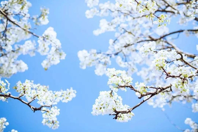 【西南醫(yī)大中醫(yī)院·提醒】這兩天要出門賞花的嬢嬢些要注意了！(圖6)