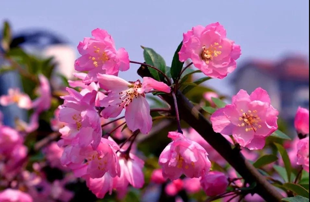 【西南醫(yī)大中醫(yī)院·提醒】這兩天要出門賞花的嬢嬢些要注意了！(圖11)