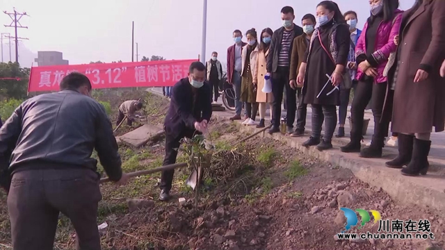 合江縣真龍鎮(zhèn)：不負好春光，栽種果苗忙