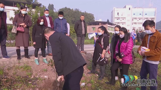 合江縣真龍鎮(zhèn)：不負好春光，栽種果苗忙(圖2)