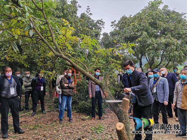 瀘州市今年龍眼良種高換3000畝 涉及7個鄉(xiāng)鎮(zhèn)(圖3)