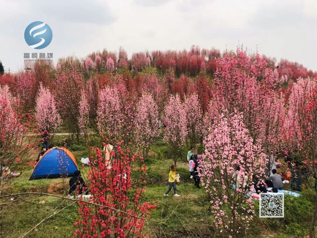 看桃花致富順板橋收費站關(guān)閉，疫情尚未解除，別扎堆！(圖3)