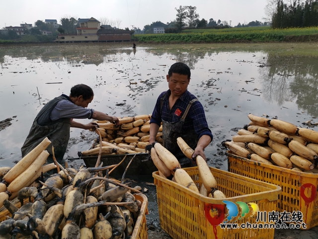 瀘縣云龍鎮(zhèn)：蔬果聯(lián)姻促融合，多點開花促增收(圖2)