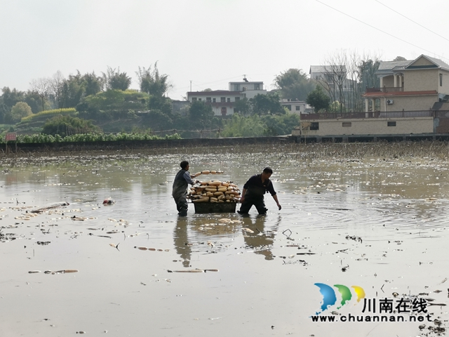 瀘縣云龍鎮(zhèn)：蔬果聯(lián)姻促融合，多點(diǎn)開花促增收