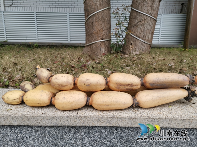 瀘縣云龍鎮(zhèn)：蔬果聯(lián)姻促融合，多點開花促增收(圖4)
