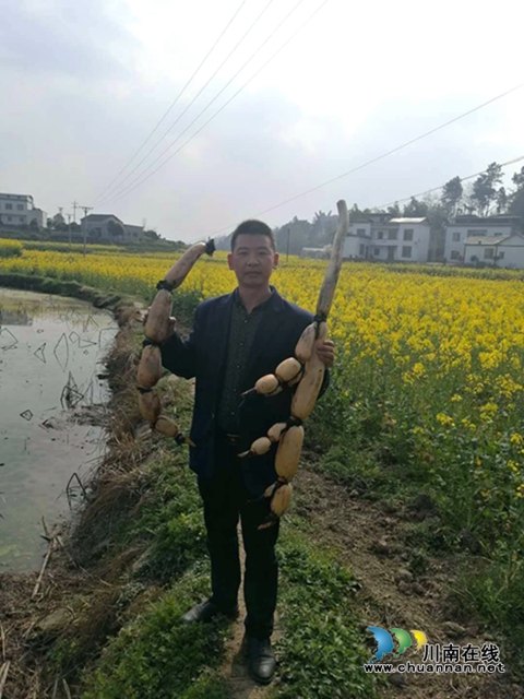 瀘縣云龍鎮(zhèn)：蔬果聯(lián)姻促融合，多點開花促增收(圖7)