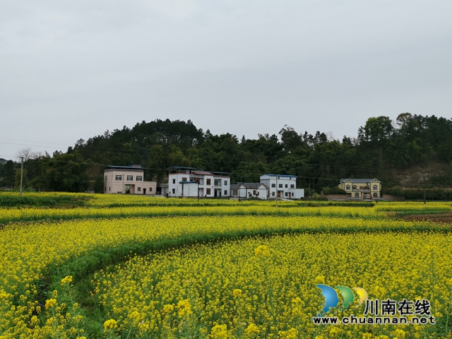 瀘縣云龍鎮(zhèn)：蔬果聯(lián)姻促融合，多點開花促增收(圖8)