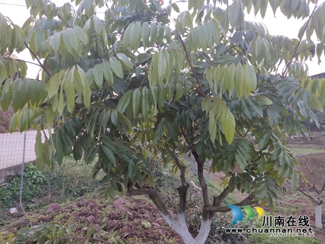 瀘縣云龍鎮(zhèn)：蔬果聯(lián)姻促融合，多點開花促增收(圖12)