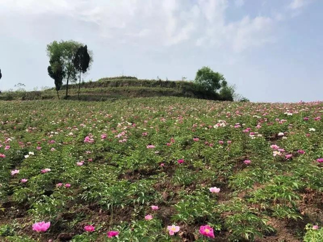 陽光明媚好踏春！內(nèi)江這些地方有花有景有美食(圖4)