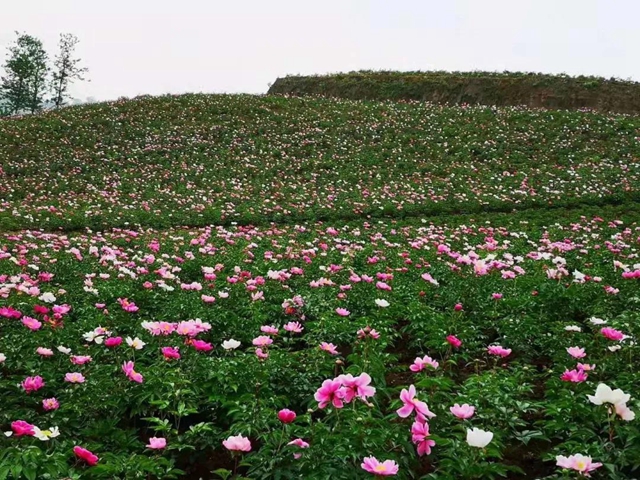 陽光明媚好踏春！內(nèi)江這些地方有花有景有美食(圖5)