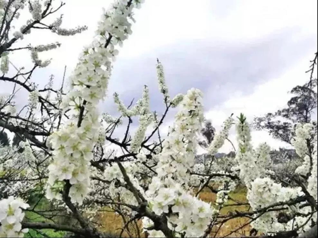 陽光明媚好踏春！內(nèi)江這些地方有花有景有美食(圖10)