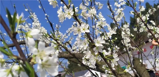 陽光明媚好踏春！內(nèi)江這些地方有花有景有美食(圖9)