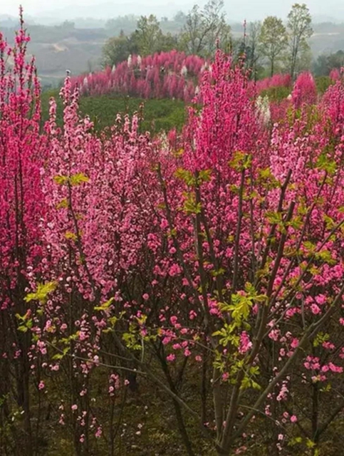 陽光明媚好踏春！內(nèi)江這些地方有花有景有美食(圖17)