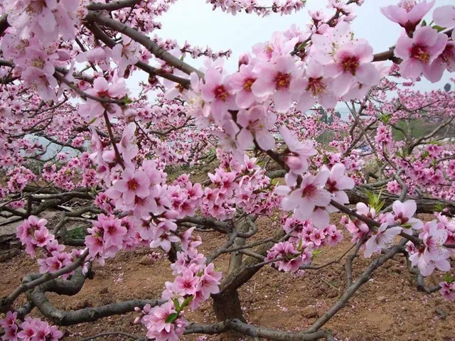 陽光明媚好踏春！內(nèi)江這些地方有花有景有美食(圖20)