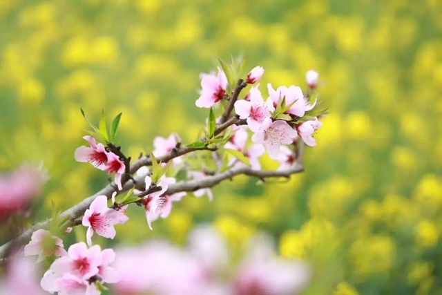 陽光明媚好踏春！內(nèi)江這些地方有花有景有美食(圖21)