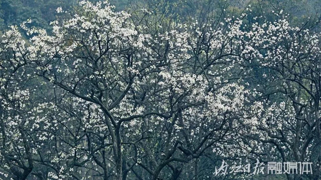 陽光明媚好踏春！內(nèi)江這些地方有花有景有美食(圖30)