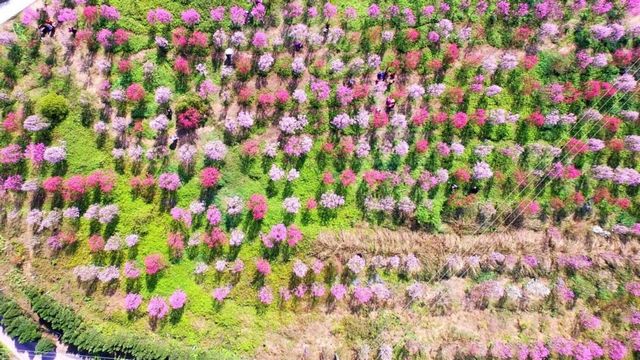 瀘州的春天，原來是這樣……(圖10)