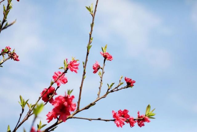 瀘州的春天，原來是這樣……(圖9)