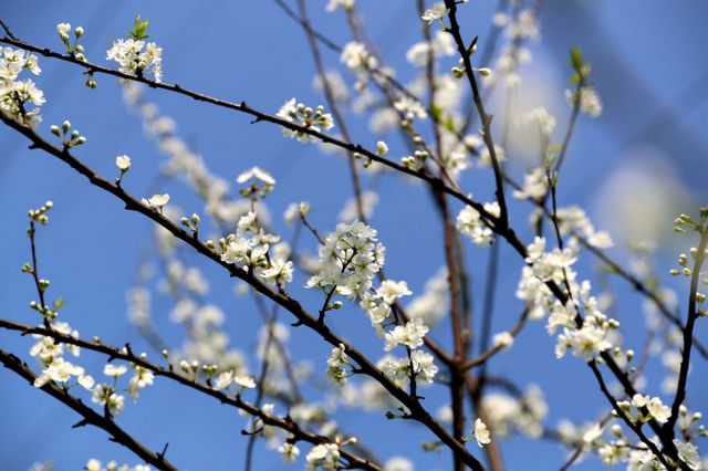 瀘州的春天，原來是這樣……(圖13)