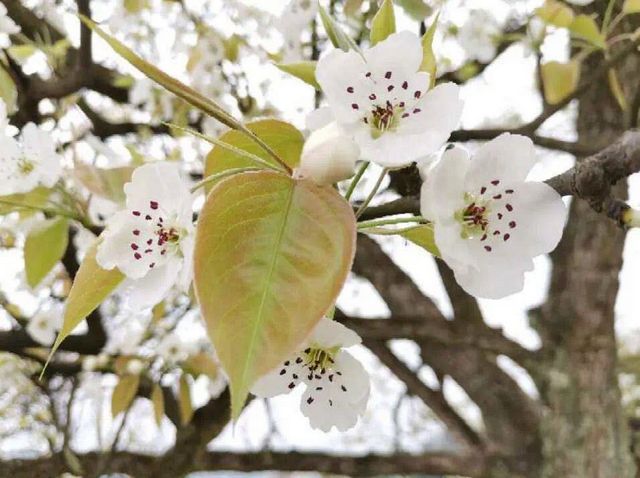 瀘州的春天，原來是這樣……(圖17)