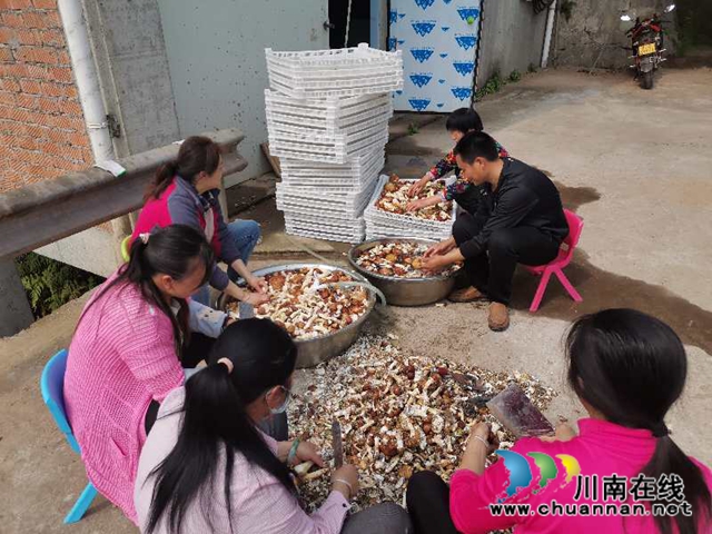 線上鮮銷+線下加工 瀘縣大球蓋菇脫貧路上不掉價(jià)