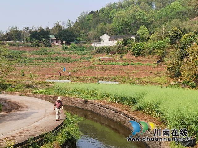 瀘縣水庫開閘放水，自流灌溉8萬畝稻田(圖4)