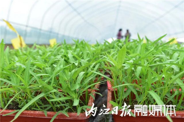 盆盆栽菜，內(nèi)江人喜愛(ài)(圖5)