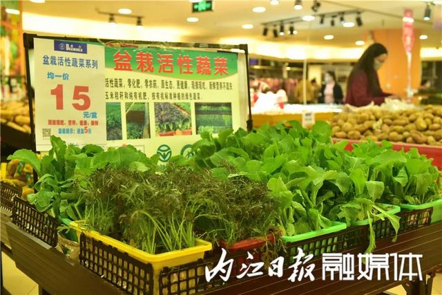 盆盆栽菜，內(nèi)江人喜愛(ài)(圖2)