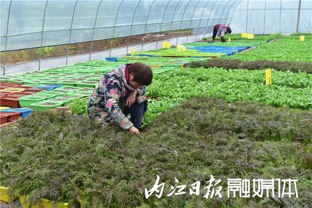 盆盆栽菜，內(nèi)江人喜愛(ài)(圖6)