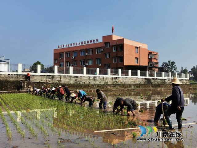 省農科院水稻高粱研究所：試驗田里排陣插秧，農民復工播種豐收希望！(圖1)