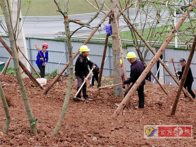 宜賓這個超大森林公園下月完工！風景獨特功能豐富，有望成為長江封面(圖2)