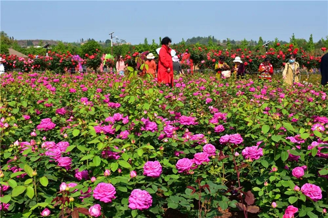 約起！內(nèi)江城邊邊的300畝玫瑰花海藏不住了(圖1)