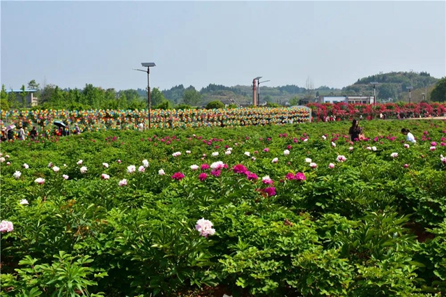 約起！內(nèi)江城邊邊的300畝玫瑰花海藏不住了(圖3)