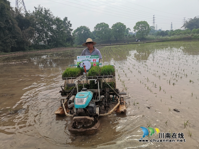 瀘縣推廣新品種竹香稻助農(nóng)增收(圖1)